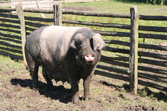 Killikus&reg; Fotographie